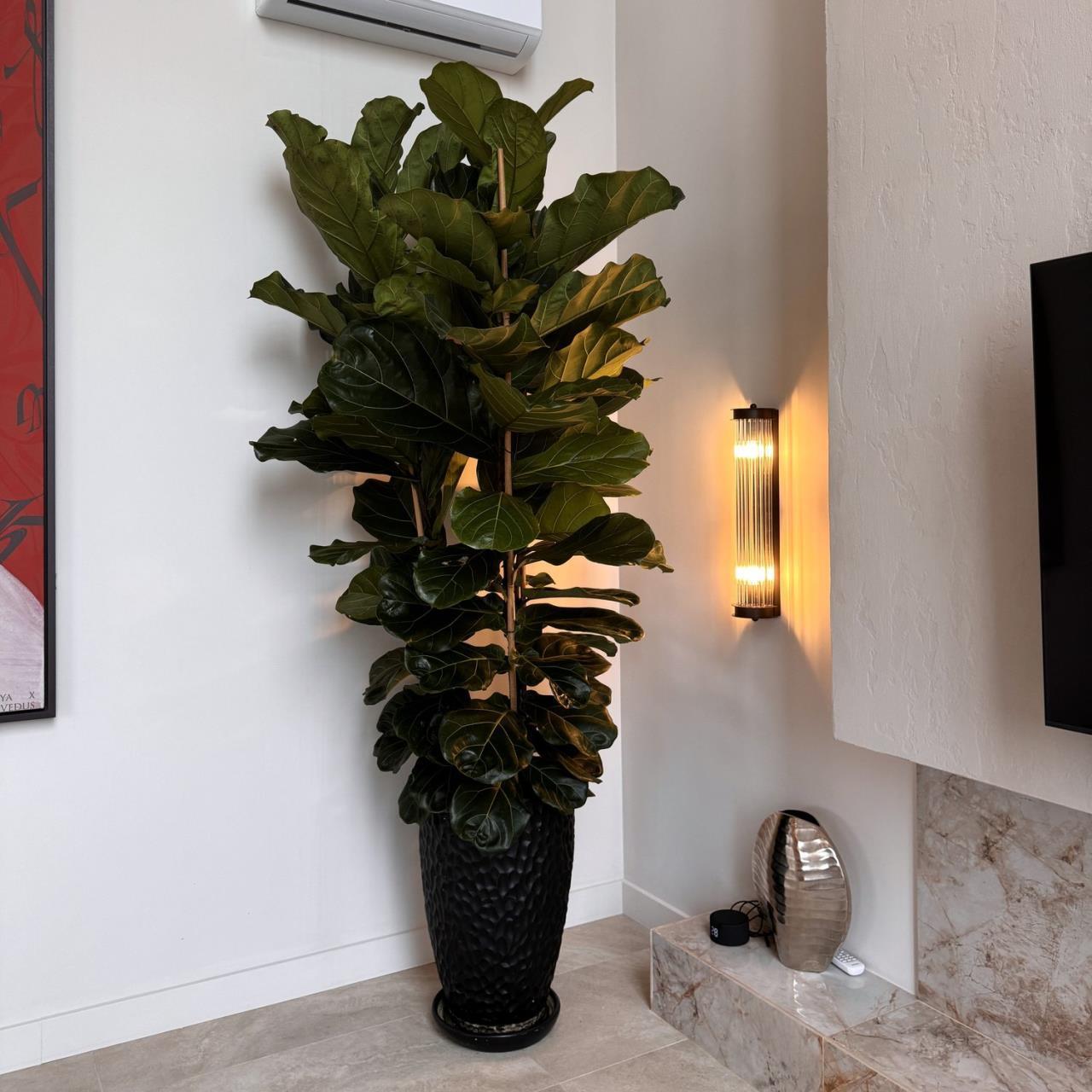 картинка Настенный светильник Trompa 4093-2W от магазина pro-decor.kz